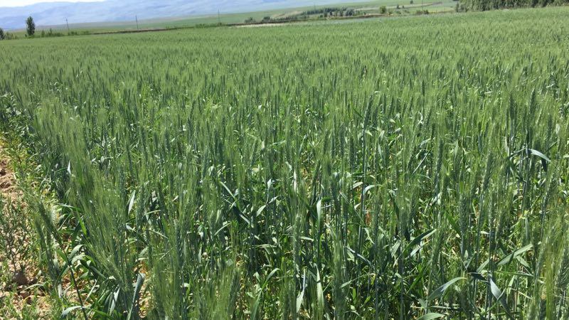 點擊打開原圖 微信圖片_20170702144300