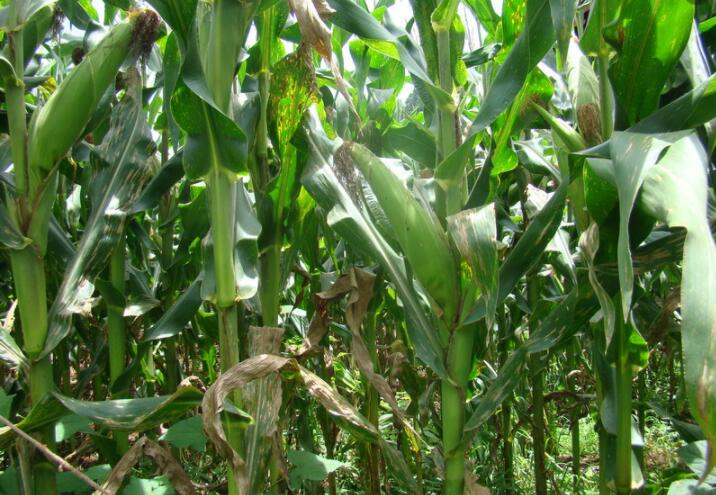 農(nóng)用無人機,打藥無人機,植保無人機,安陽全豐航空，標(biāo)普農(nóng)業(yè)，飛防服務(wù)組織